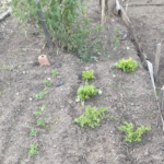 Plan potager efficace: Cultiver quand on a peu de temps, peu d’énergie et peu d’eau