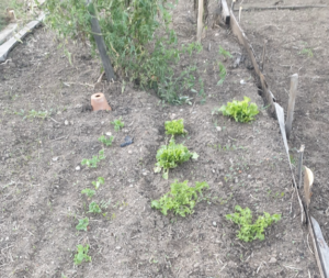 Plan potager efficace: Cultiver quand on a peu de temps, peu d’énergie et peu d’eau