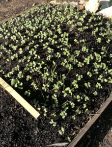Planches surélevées avec bordures versus planches libres