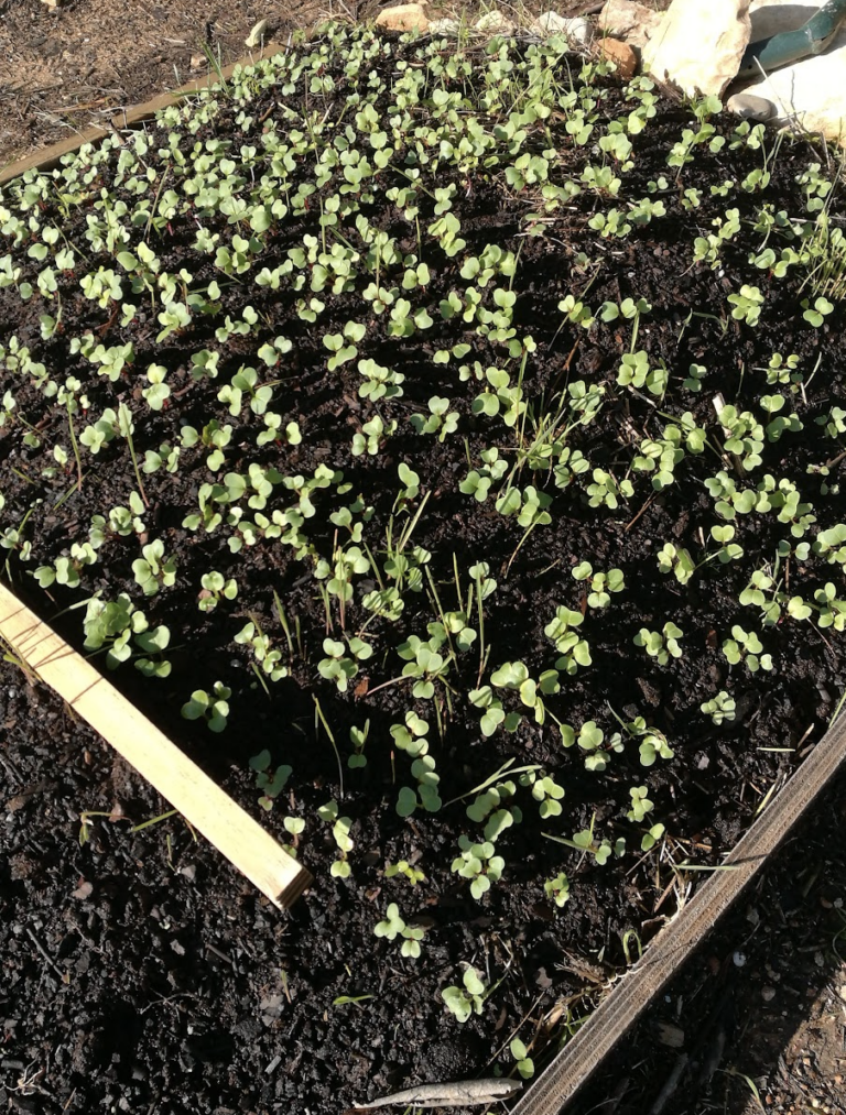 planches-surelevees-avec-bordures-versus-planches-