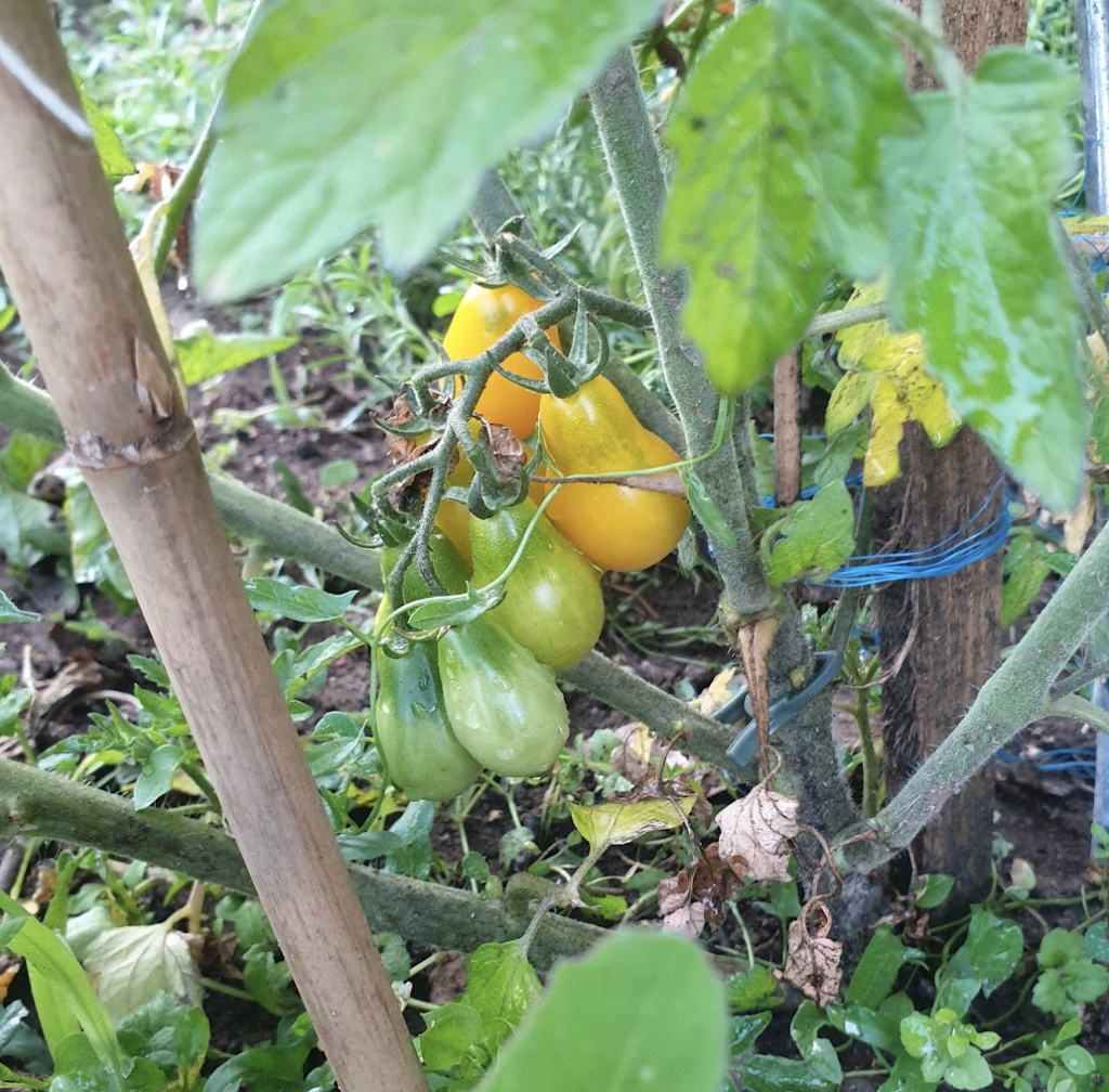 plantes-compagnes-les-combinaisons-binaires-qui-ma