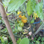 Plantes compagnes les combinaisons binaires qui marchent