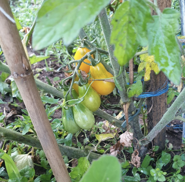 plantes-compagnes-les-combinaisons-binaires-qui-ma