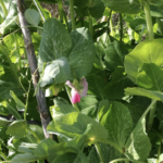 Plantes compagnes les combinaisons ternaires qui marchent