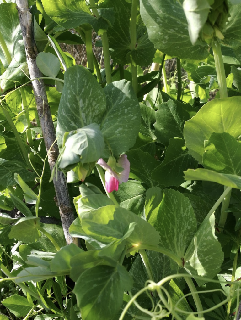 plantes-compagnes-les-combinaisons-ternaires-qui-m