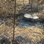 Plaqueminier et paillage en hiver