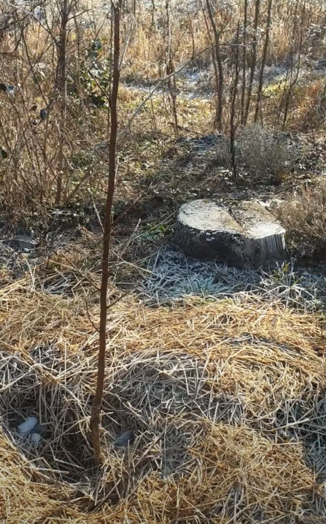 plaqueminier-et-paillage-en-hiver