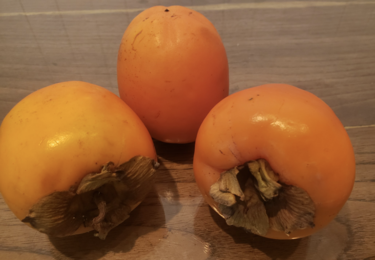 plaqueminier-kaki-fuyu