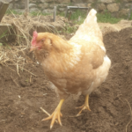 Poules et Méthionine