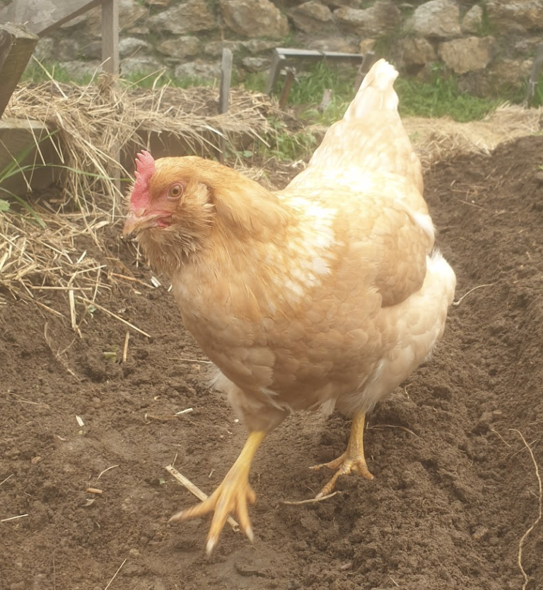 poules-et-methionine