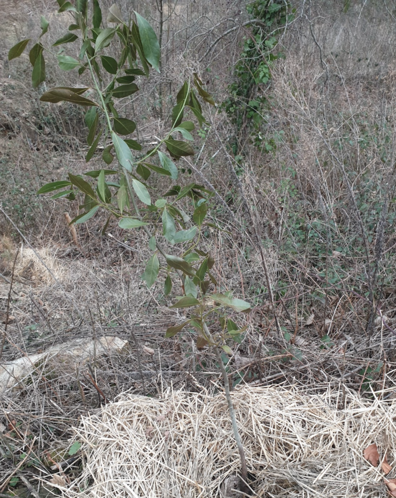 quand-faut-il-tailler-un-laurier-tin