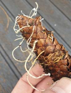 Que faire d’une pomme de pin qui germe ?