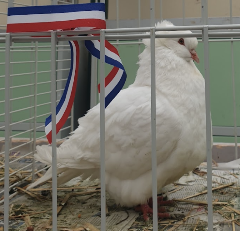 quel-colombier-pour-une-micro-ferme
