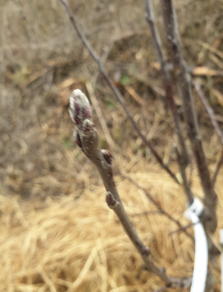 quel-effet-un-redoux-hivernal-sur-la-vegetation