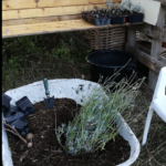 Quelles plantes médicinales planter dans votre jardin ?