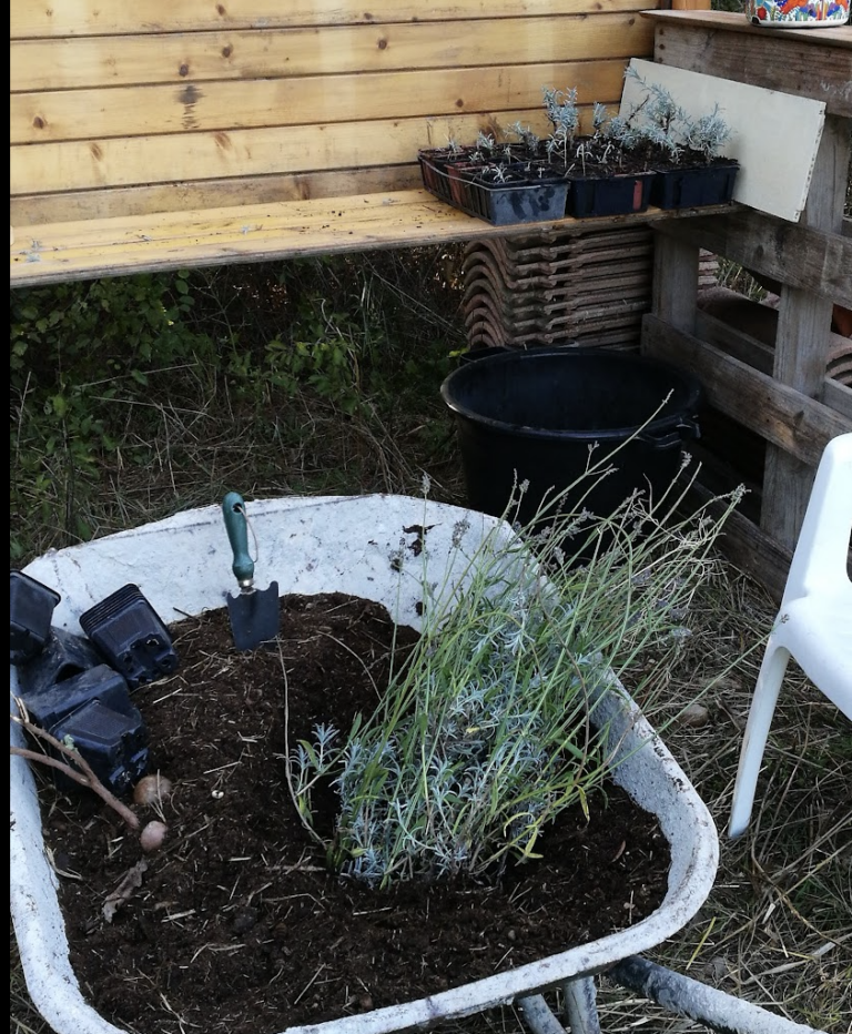 quelles-plantes-medicinales-planter-dans-votre-jar