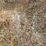 Recouvrir le fond d’un trou avec de l’argile est-ce efficace pour faire une mare d’infiltration ?