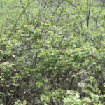 Ronces et petite faune