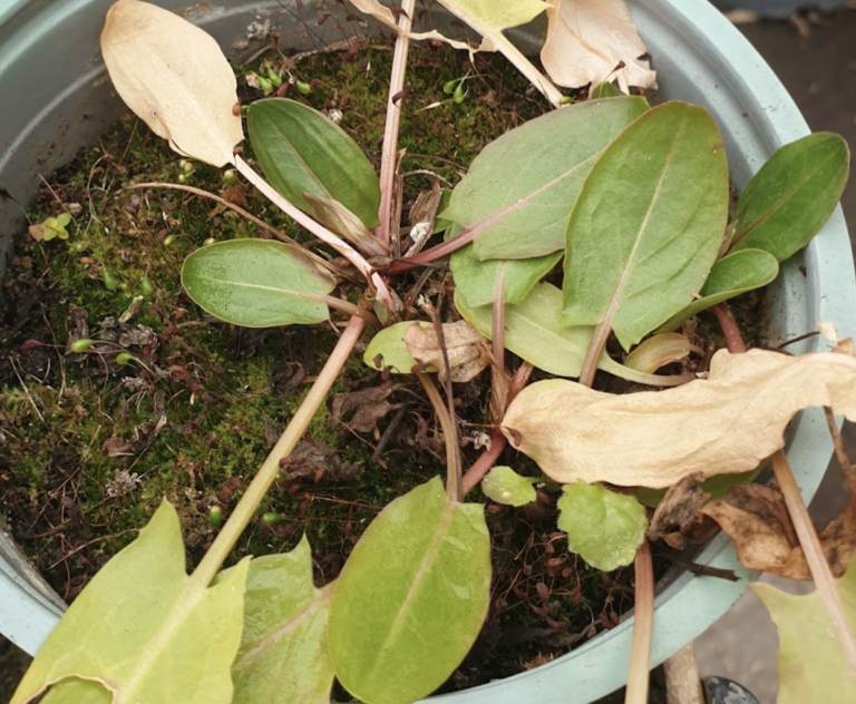 rumex-acetosa-oseille-commune