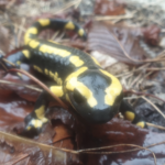 Salamandre tachetée hispanique