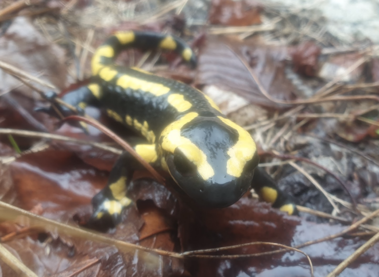 salamandre-tachetee-hispanique-la