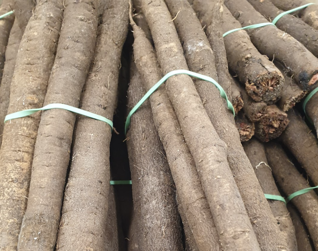 salsifis-cultive-tragopogon-porrifolius