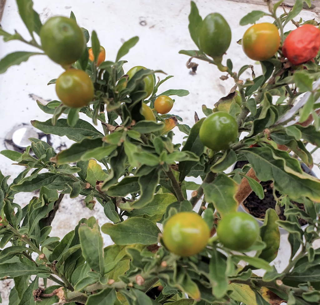 solanum-pseudocapsicum