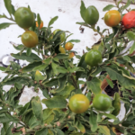 Solanum pseudocapsicum, Pommier d’amour