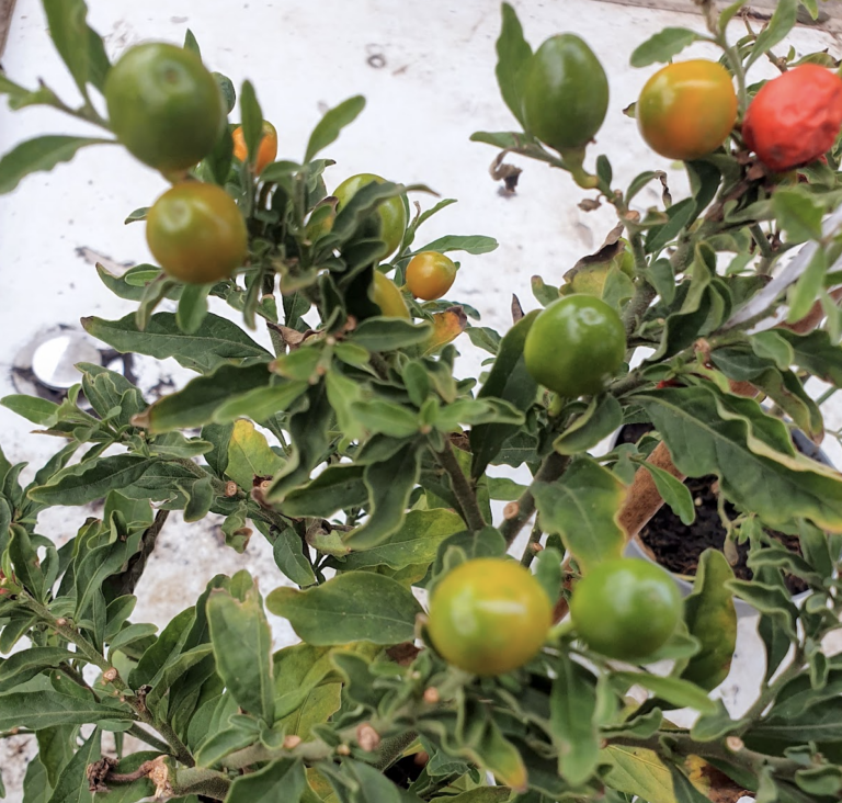 solanum-pseudocapsicum