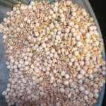 Top 10 des végétaux qui contiennent le plus de Méthionine