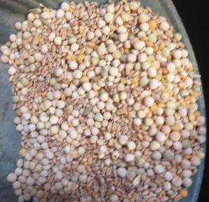 Top 10 des végétaux qui contiennent le plus de Méthionine