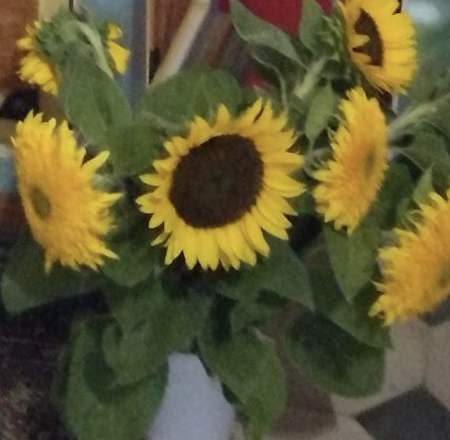 tournesole-et-methionine