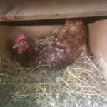 Une poule qui ne boit pas 24h en l’hiver c’est grave ?