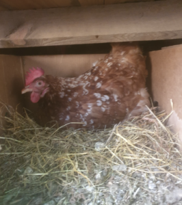 Une poule qui ne boit pas 24h en l’hiver c’est grave ?