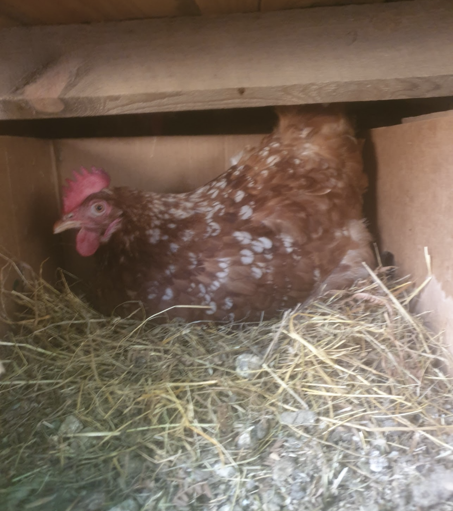 une-poule-qui-ne-boit-pas-24h-en-l-8217-hiver-c-82