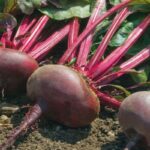 Betterave noire d’Egypte