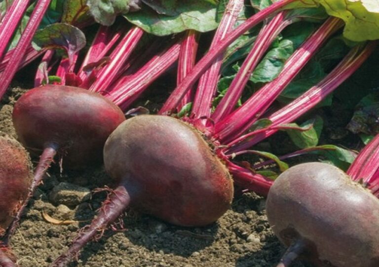 Betterave Noire plate d’Égypte