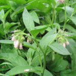 Consoude officinale, Grande consoude