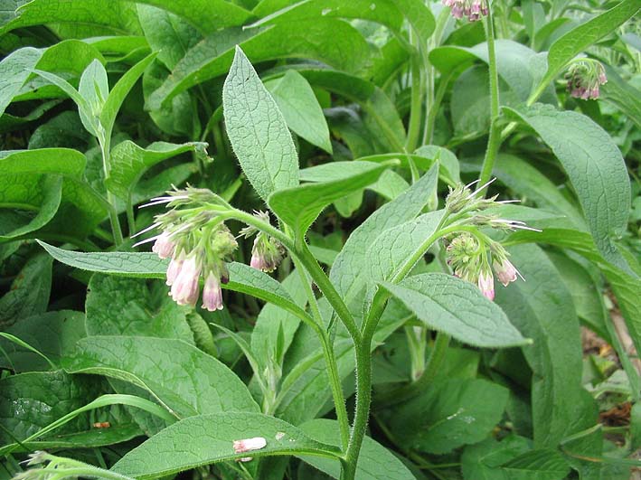 Consoude officinale, Grande consoude