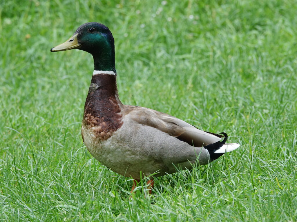 Canard colvert