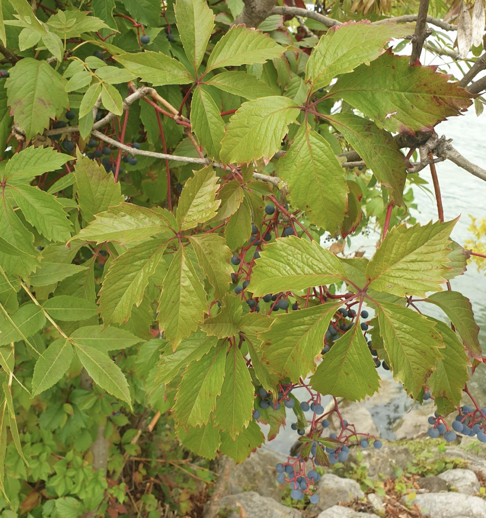 vigne-vierge-commune