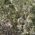 30 plantes nectarifères à implanter au jardin-forêt