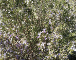 30 plantes nectarifères à implanter au jardin-forêt
