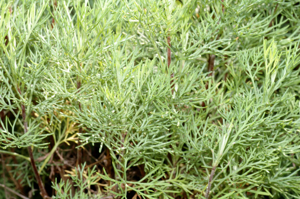 Artemisia abrotanum L., 1753