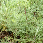 Armoise aurone, Aurone, Aurone mâle, Armoise citronnelle