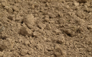 Rôle de la potasse au potager