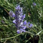 Lavandula latifolia