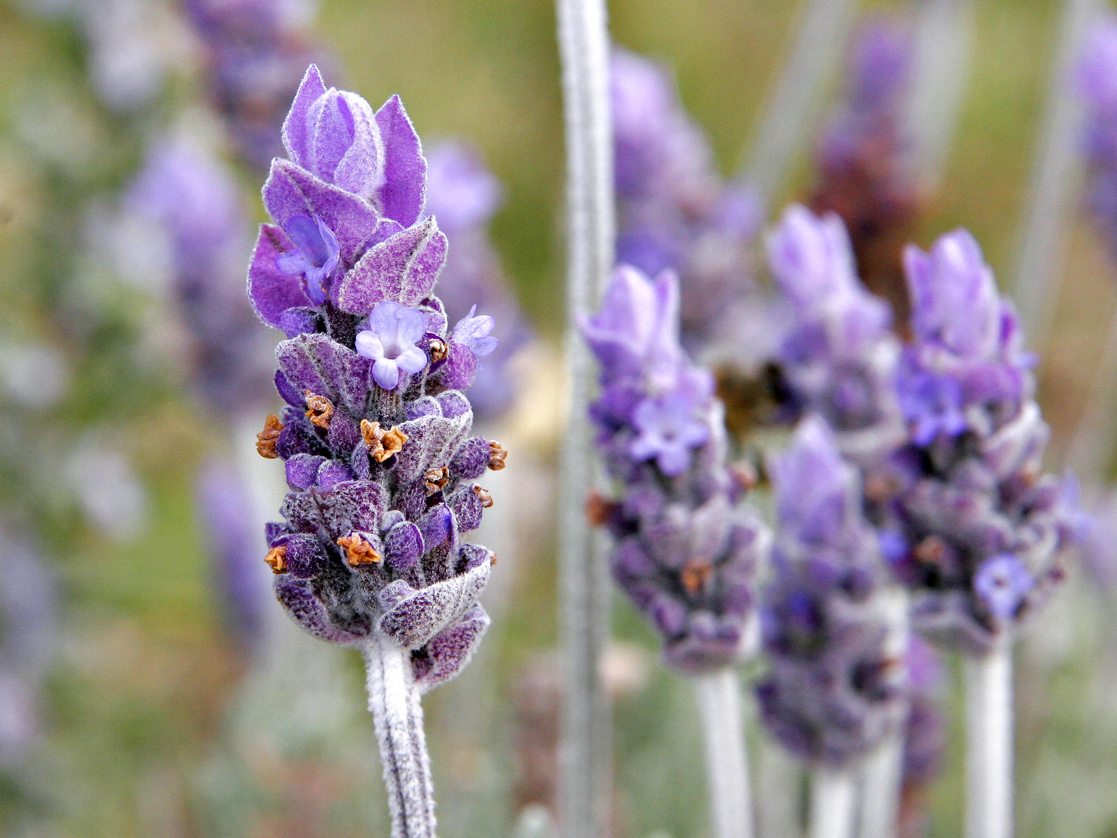 Lavender wiki