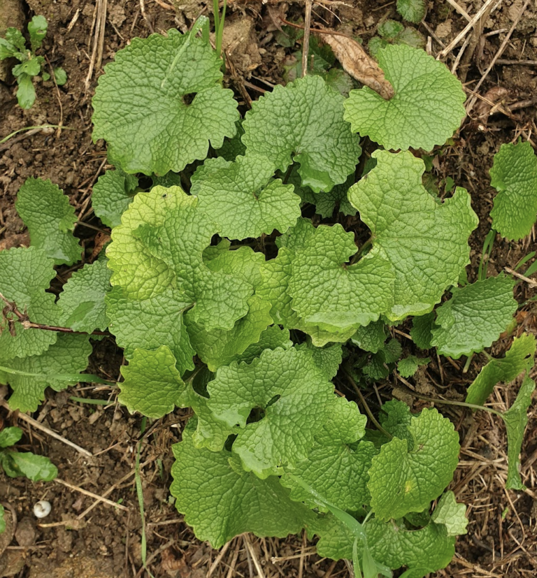 alliaria-petiolata