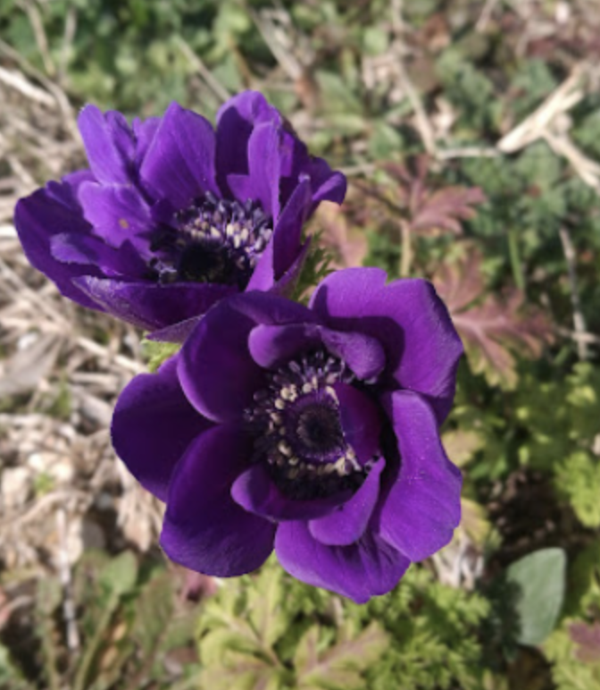 anemone-coronaria